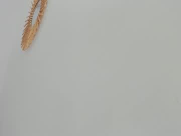 webcam girl asheley_charris image #6107840